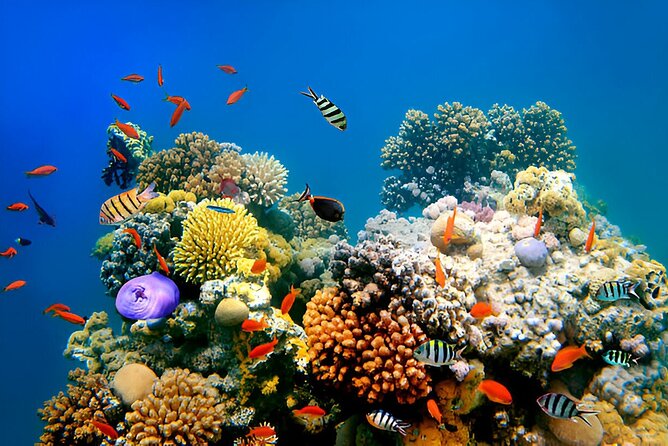 PADI Scuba Diver (PSD) - Points I would clarify before booking