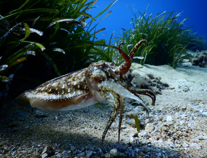 PADI Scuba Diving Program for Beginners in Peloponesse - Your first underwater session in the Ionian Sea
