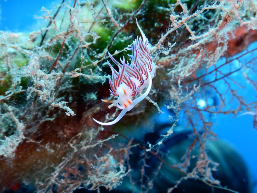 PADI Scuba Diving Program for Beginners in Peloponesse - Why the private group matters