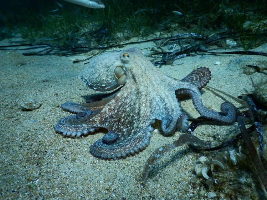 PADI Scuba Diving Program for Beginners in Peloponesse - Who can take part, and who should check first
