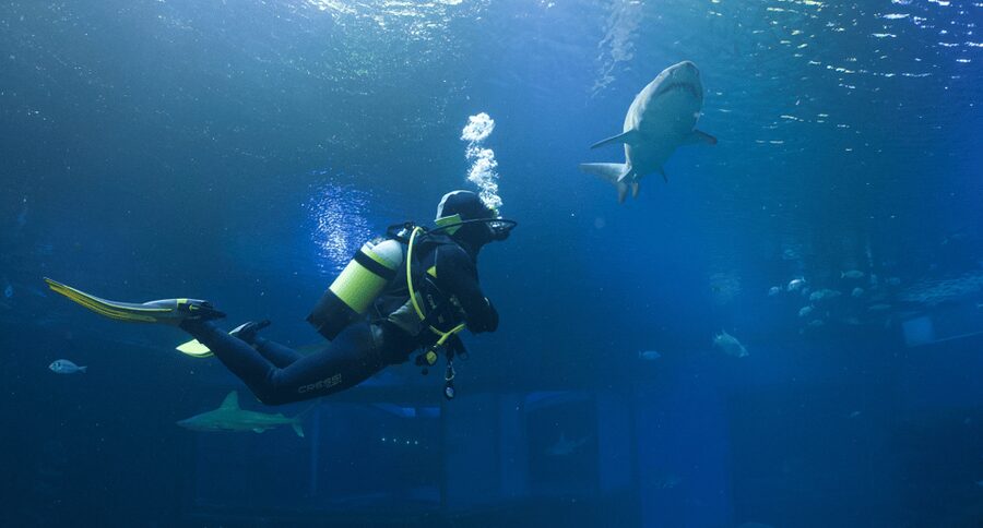 Palma de Mallorca: Shark Dive at Palma Aquarium - Key points at a glance