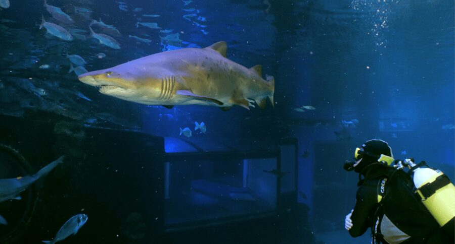 Palma de Mallorca: Shark Dive at Palma Aquarium - Meeting sharks in Palma’s Big Blue tank