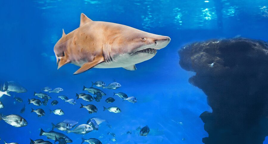 Palma de Mallorca: Shark Dive at Palma Aquarium - What the 30-minute underwater session feels like