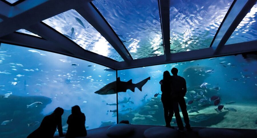 Palma de Mallorca: Shark Dive at Palma Aquarium - Who will enjoy this shark encounter most