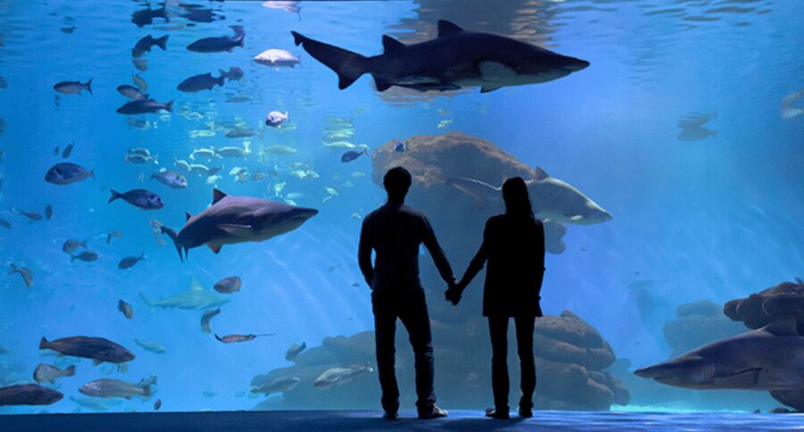 Palma de Mallorca: Shark Dive at Palma Aquarium - Making the most of your time at Palma Aquarium