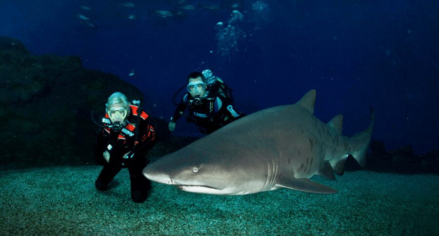 Palma de Mallorca: Shark Dive at Palma Aquarium - The 40-minute briefing makes the experience approachable