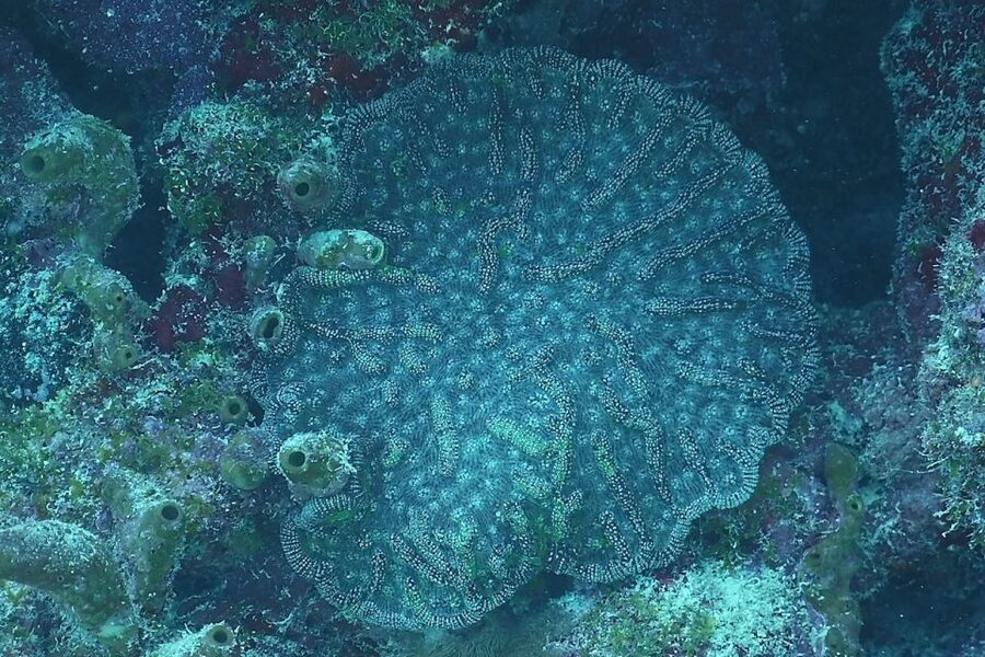 Panama City Beach: Beginners Scuba Diving Tour - Free GoPro photos and videos