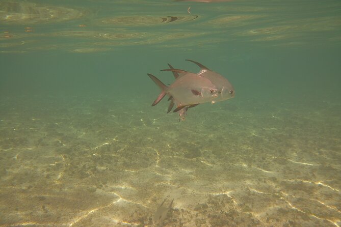 Panama City Scuba Diving Activity for Beginners - Is $99 a fair price?