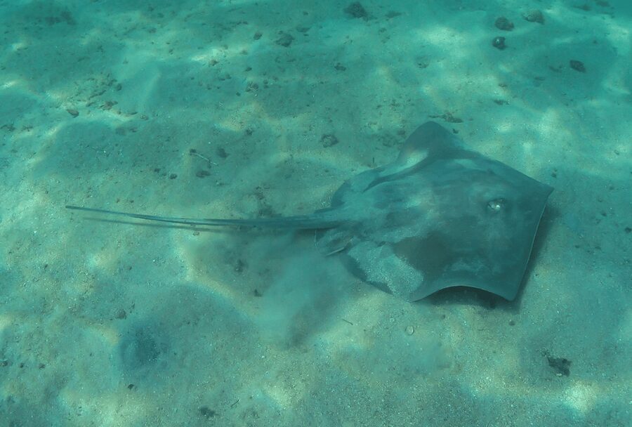 Paraty: Discovery Scuba Diving Experience for Beginners - Who should book this experience