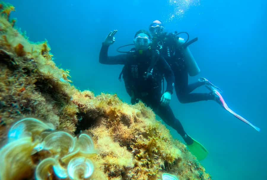 Paraty: Discovery Scuba Diving Experience for Beginners - A 13 to 26 foot introduction to scuba