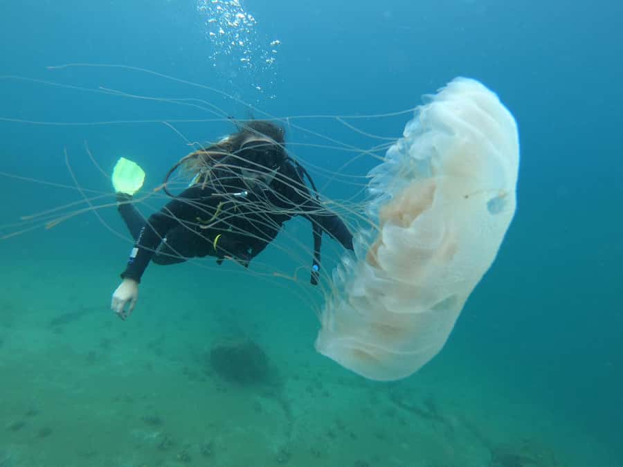 Paraty: Discovery Scuba Diving Experience for Beginners - Marine life and the quiet reward of looking closely