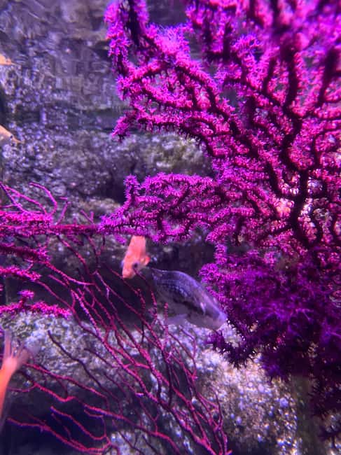 Paris: Aquarium de Paris, A Dive into the Deep Blue Wonder - Finding the Aquarium Beneath Trocadéro