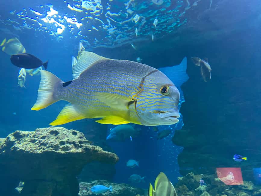 Paris: Aquarium de Paris, A Dive into the Deep Blue Wonder - Sharks, Coral, and Underwater Habitats