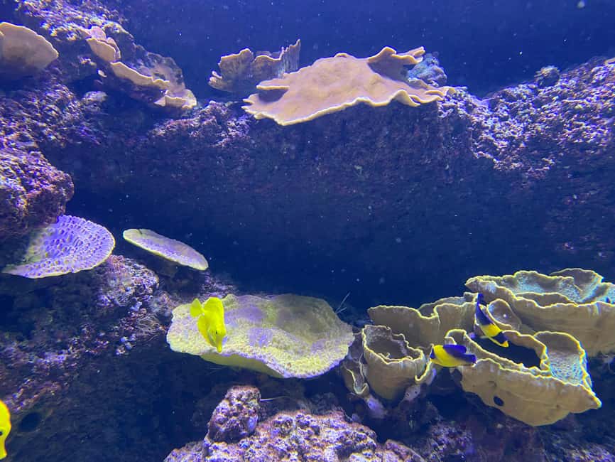 Paris: Aquarium de Paris, A Dive into the Deep Blue Wonder - Koi Ponds and Hands-On Discovery