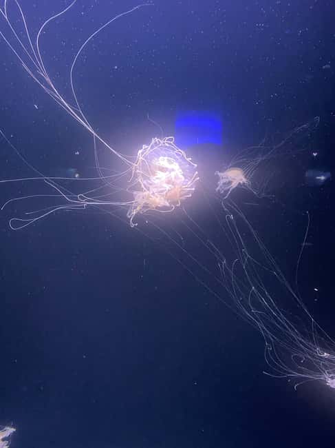 Paris: Aquarium de Paris, A Dive into the Deep Blue Wonder - Saturday Night at the Aquarium