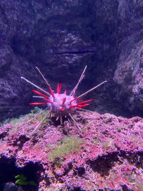 Paris: Aquarium de Paris, A Dive into the Deep Blue Wonder - Practical Details Before You Go