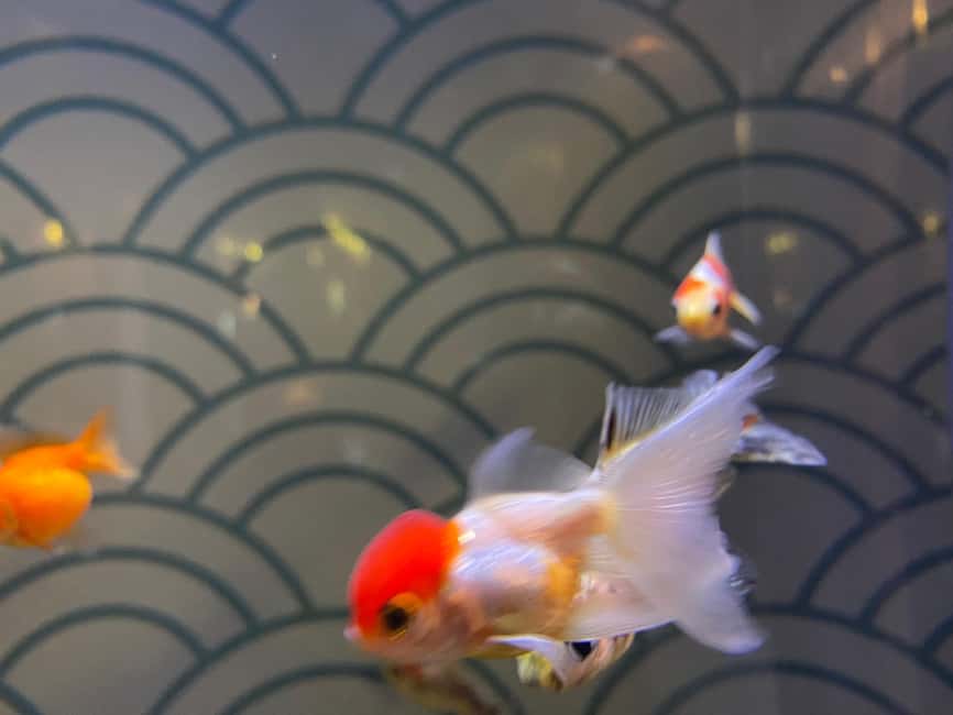 Paris: Aquarium de Paris, A Dive into the Deep Blue Wonder - Who Will Enjoy This Visit Most?