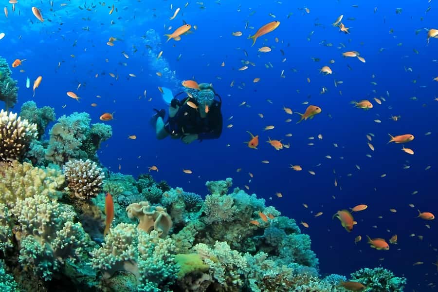 Pattaya: Snorkeling or Beginner Scuba Diving Tour with lunch - Coral Reefs, Fish, and Possible Turtles