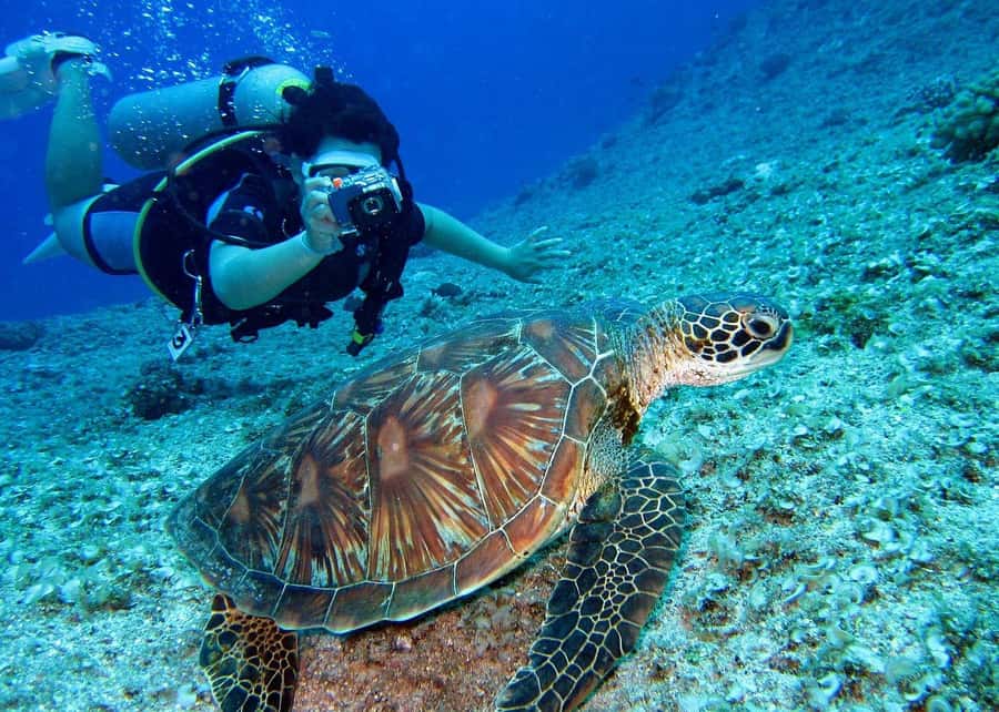 Pattaya: Snorkeling or Beginner Scuba Diving Tour with lunch - Choosing Snorkeling or Beginner Scuba
