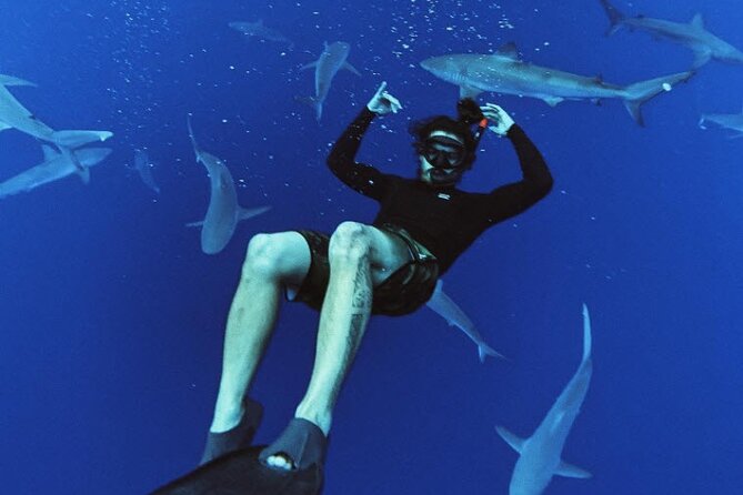Pelagic Shark Dive Tour - Swimming with sharks off Oahu’s North Shore