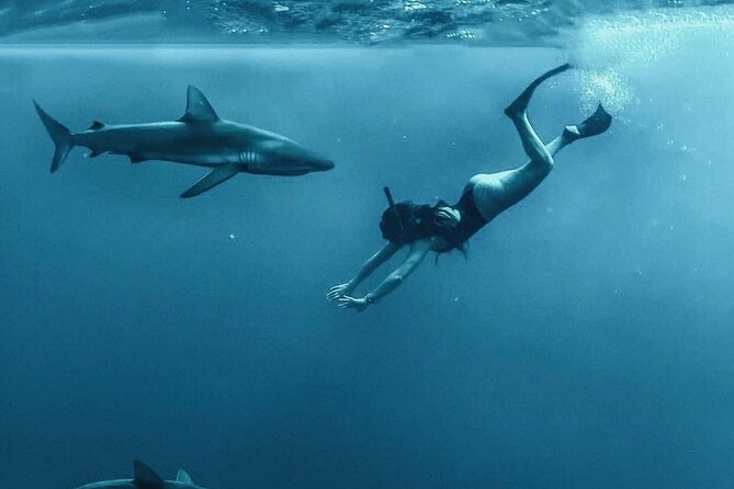 Pelagic Shark Dive Tour - What happens once you reach the shark area