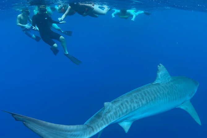 Pelagic Shark Dive Tour - A calm approach to a powerful animal