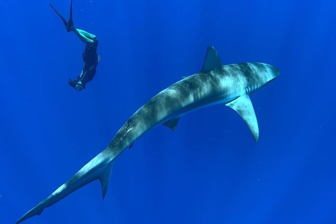 Pelagic Shark Dive Tour - Is the $150 price fair?