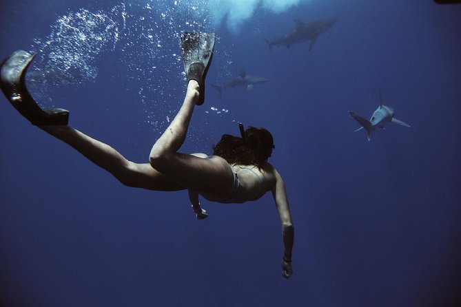 Pelagic Shark Dive Tour - The Haleiwa meeting point and small-boat departure