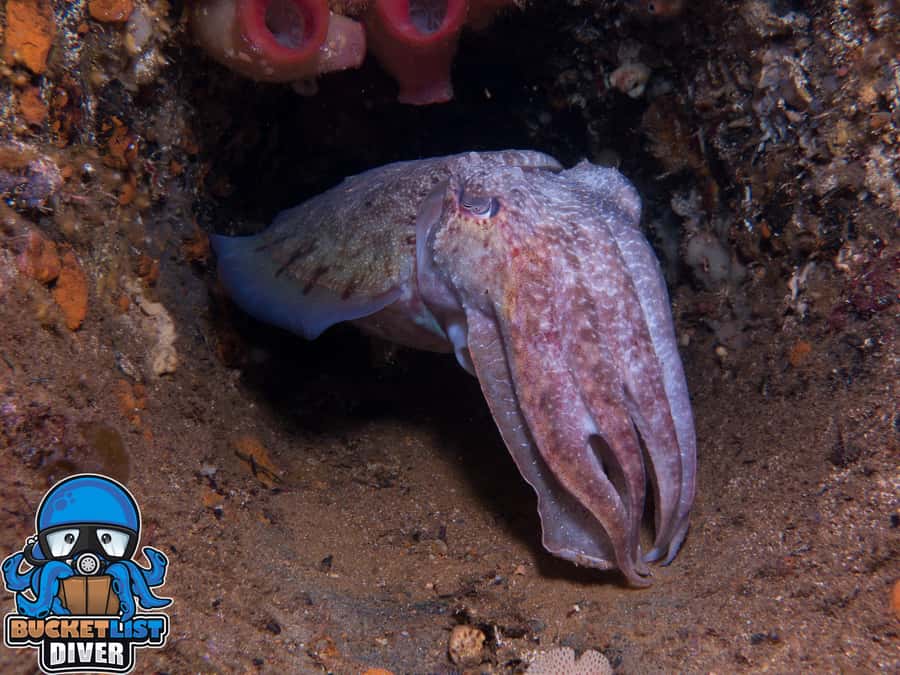 Perth: Rottnest Island Scuba Diving Day Trip-Certified Diver - Two Rottnest reef sessions from Perth