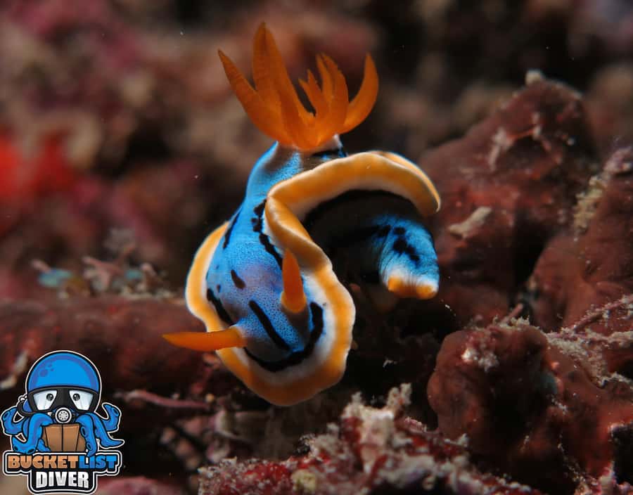 Perth: Rottnest Island Scuba Diving Day Trip-Certified Diver - What the limestone reefs add