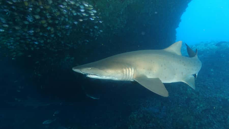 Perth: Rottnest Island Scuba Diving Day Trip-Certified Diver - A practical look at the seven-hour schedule