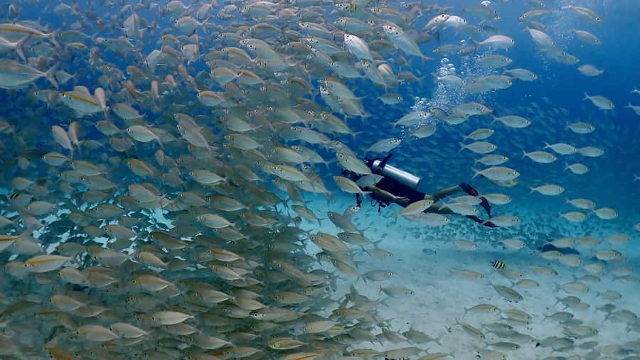 Phuket: Discover Scuba Diving to Racha Yai Island - What Racha Yai offers underwater