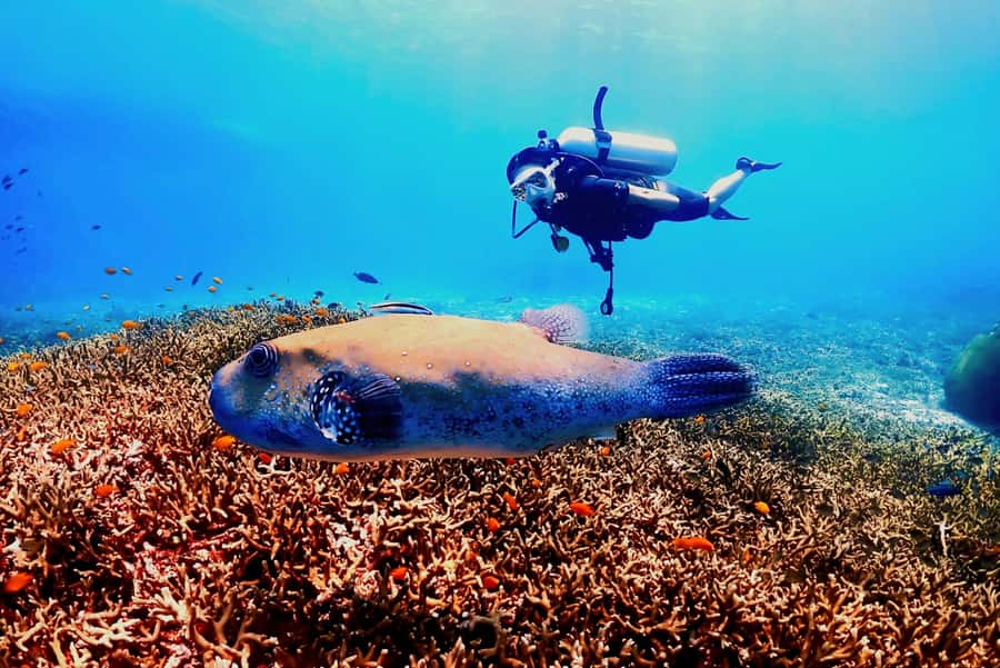Phuket: Scuba Diving Maithon Or Racha Islands For All Levels - The staff make the biggest difference