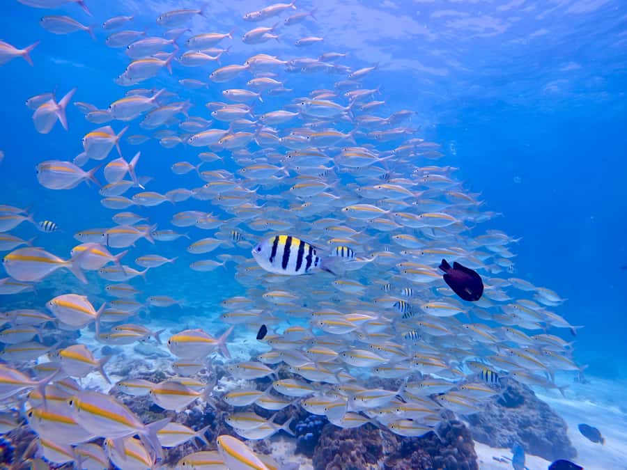 Phuket Scuba Diving Racha Islands 1-3 Dives For All Levels - Racha Yai and Racha Noi: what changes between the sites