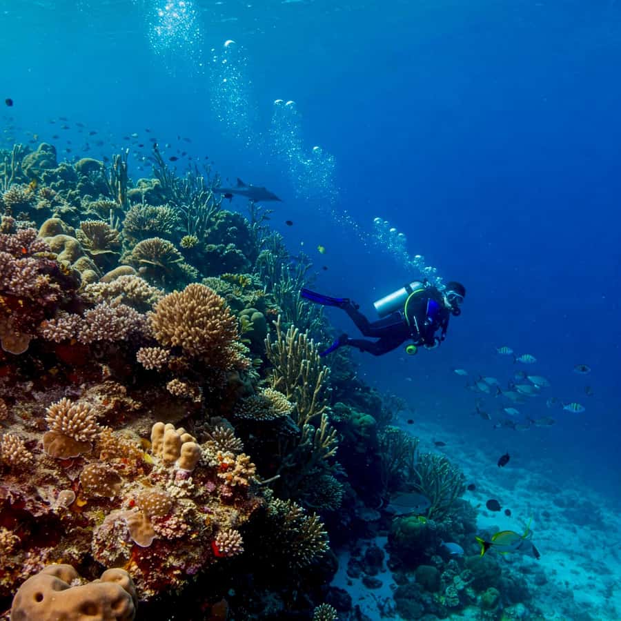 Phuket Scuba Diving Racha Islands 1-3 Dives For All Levels - Beginner support is the strongest reason to choose it