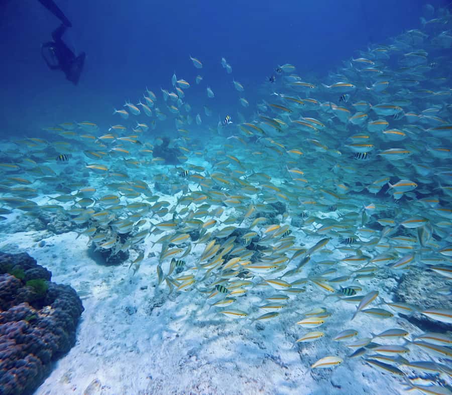 Phuket Scuba Diving Racha Islands 1-3 Dives For All Levels - What certified divers can expect