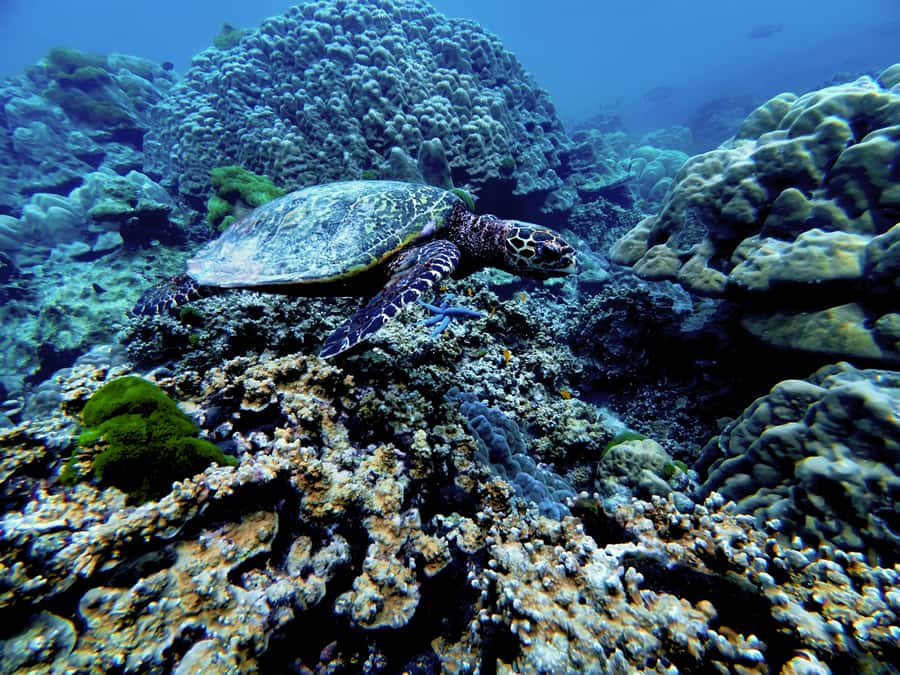Phuket Scuba Diving Racha Islands 1-3 Dives For All Levels - Who should choose each program?