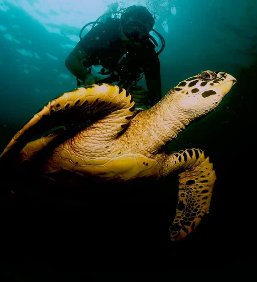 Phuket: Try SCUBA DIVING Full Day Experience 2 Dives - A small group changes the feel of the day