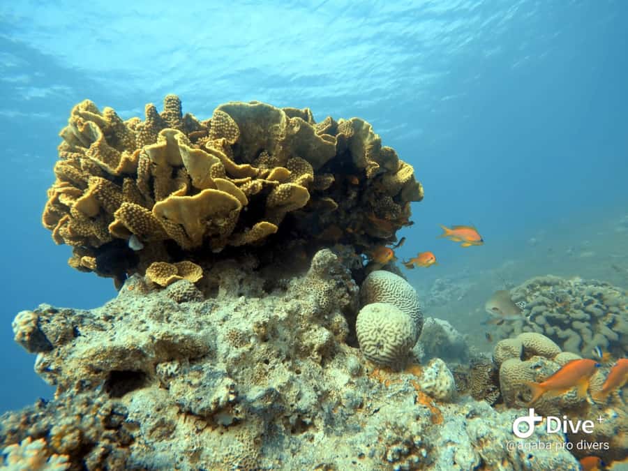 Pivate scuba diving in the Red Sea of Aqaba - Should you book Aqaba Pro Divers?