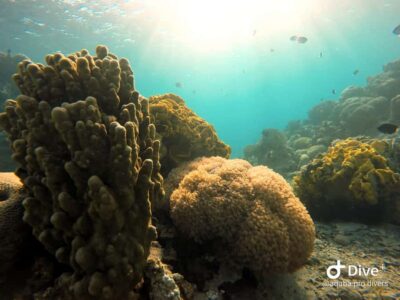 Pivate scuba diving in the Red Sea of Aqaba