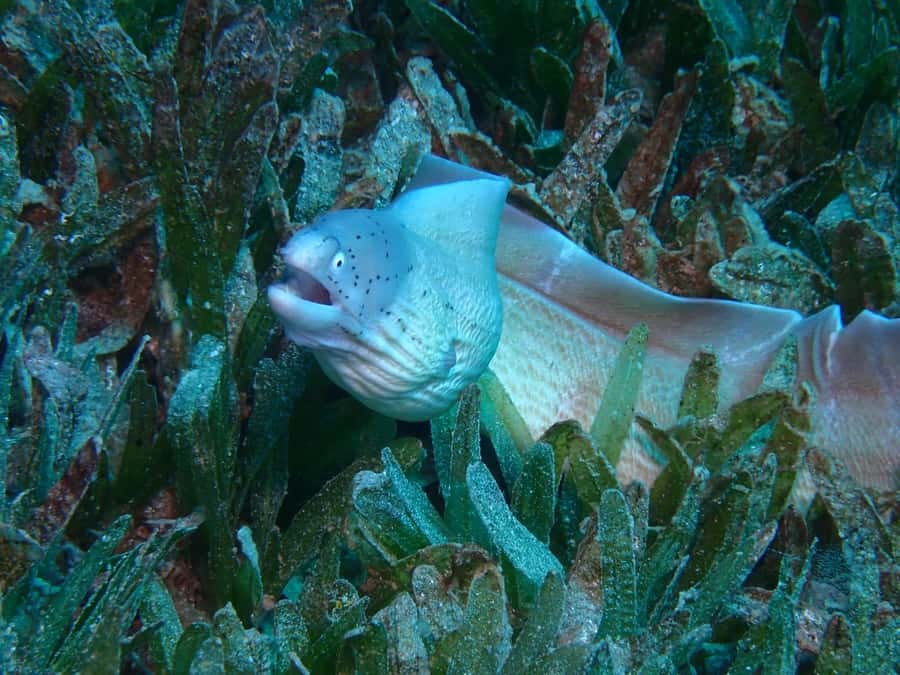 Pivate scuba diving in the Red Sea of Aqaba - Coral reefs, marine life, and wreck possibilities