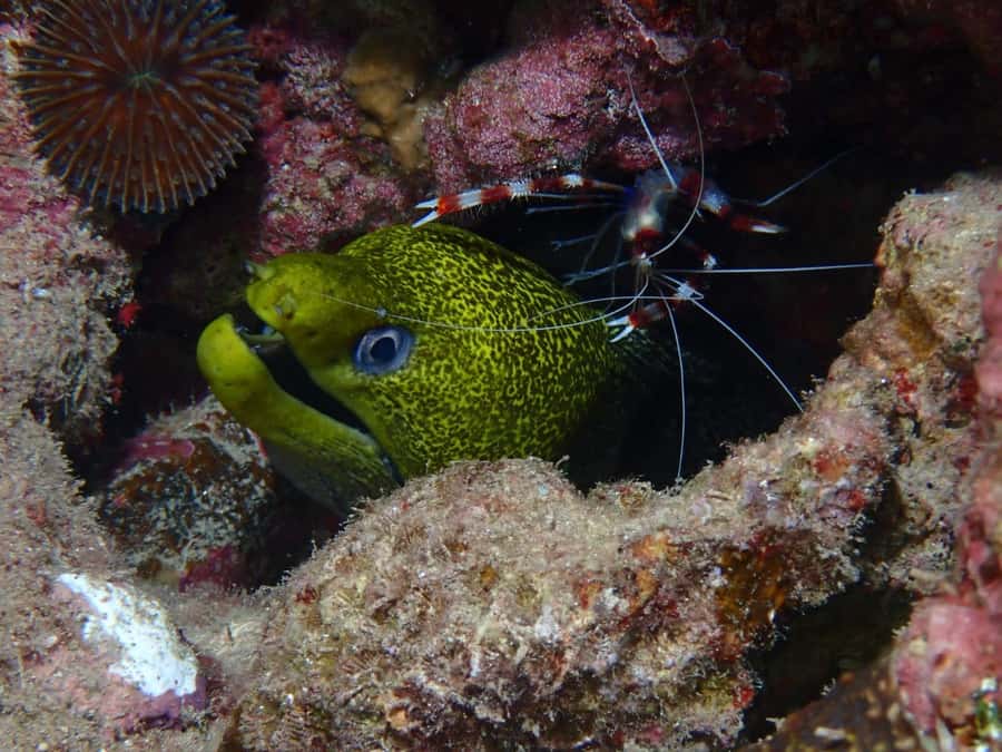 Pivate scuba diving in the Red Sea of Aqaba - The role of the instructors