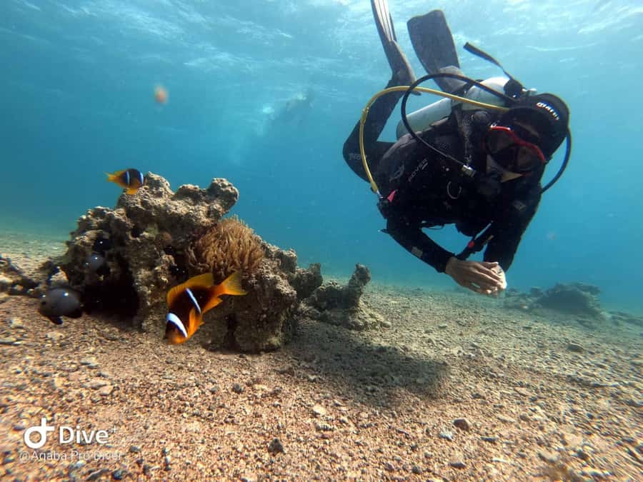 Pivate scuba diving in the Red Sea of Aqaba - Who should book this Aqaba scuba session?