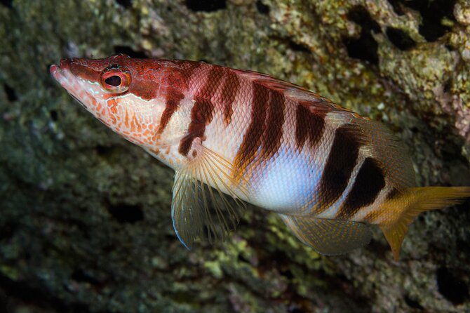 Plakias: Try Scuba Diving first time - Private, from 8 yrs. - Plakias and Souda Beach in the wider outing