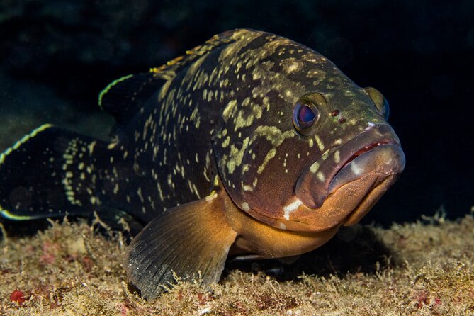 Plakias: Try Scuba Diving first time - Private, from 8 yrs. - Should you book it?