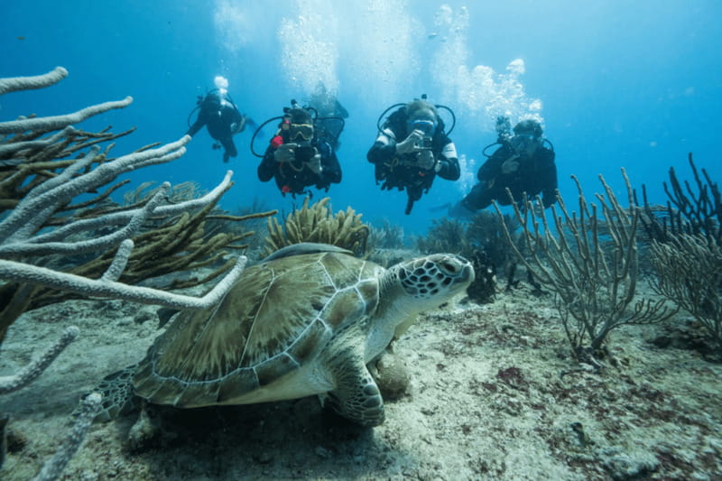 Playa del Carmen: Guided Reef Diving for Certified Divers - What this Playa del Carmen reef trip is really like