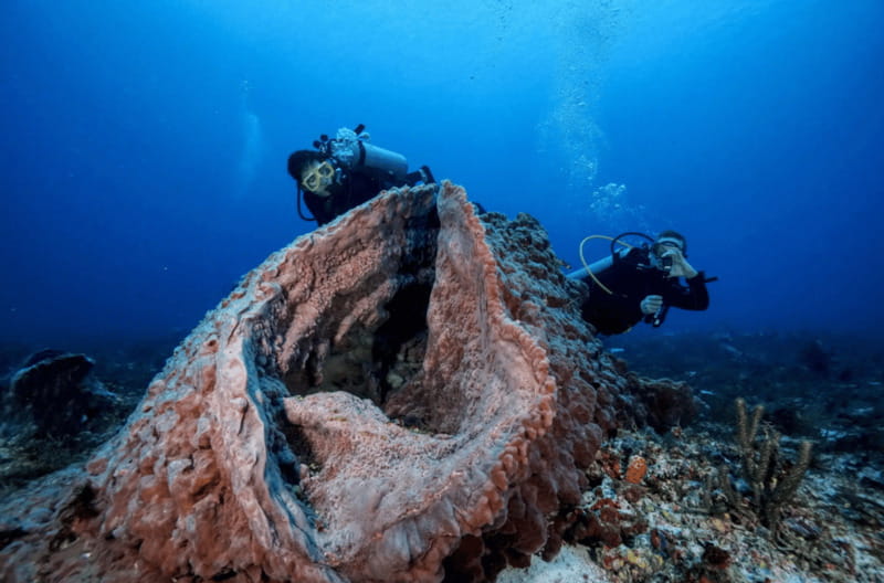Playa del Carmen: Guided Reef Diving for Certified Divers - Two underwater sessions, two different moods