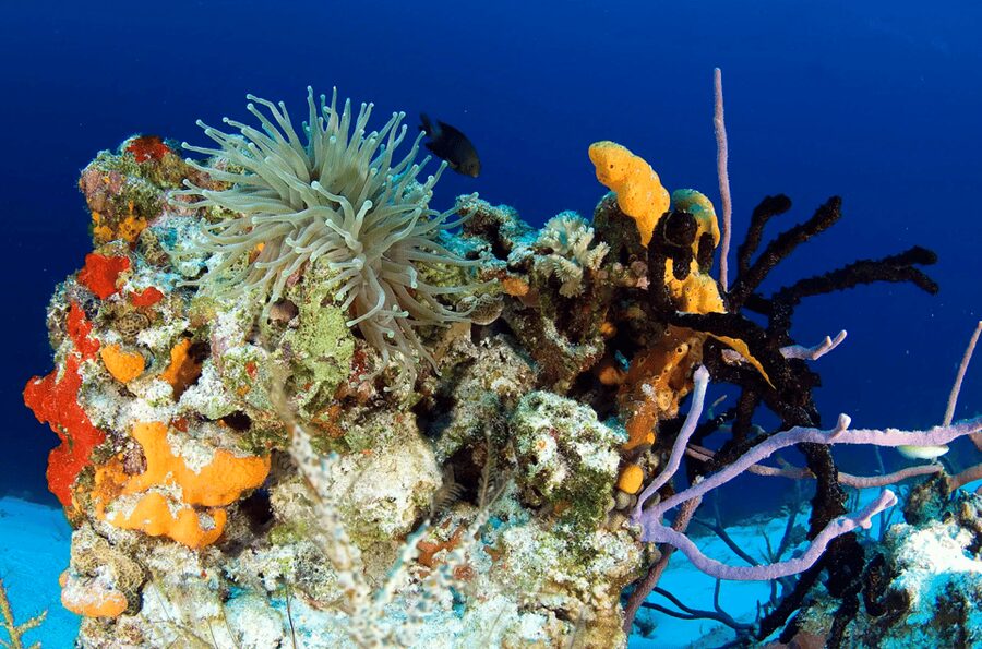 Playa del Carmen: Guided Reef Diving for Certified Divers - The Mama Viña wreck at 27 meters