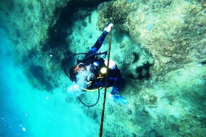Pleasure Scuba Diving in Fujairah for Certified Diver - What you might see below the surface