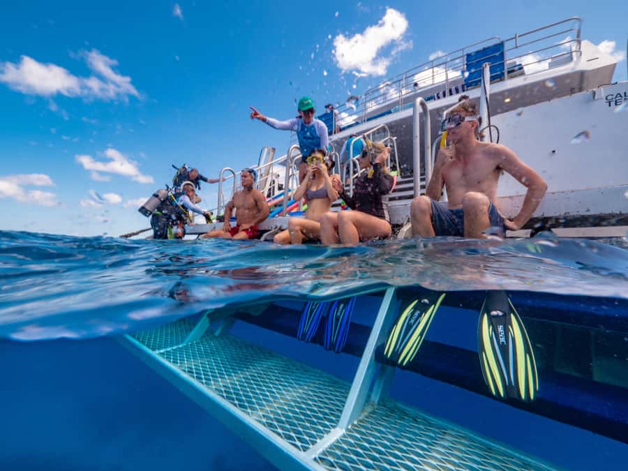 Port Douglas: Outer Barrier Reef Snorkel and Dive Options - Should you book the Port Douglas Outer Reef trip?